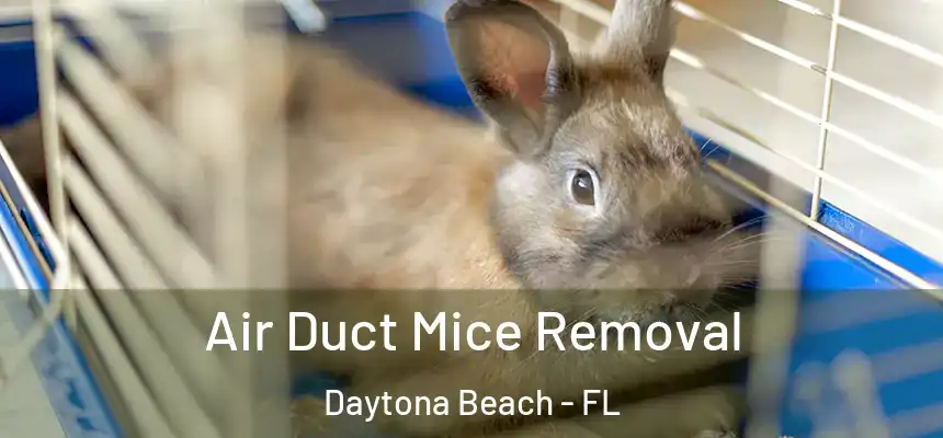 Air Duct Mice Removal Daytona Beach - FL