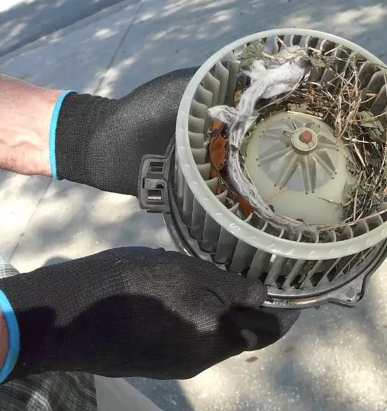 About Air Duct Rat Removal in Daytona Beach, FL